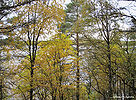 Осенний лес над озером.