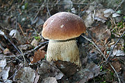 highslide=1:Белый гриб