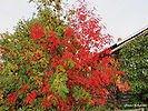 Осенние краски Сямозера.