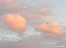 highslide=1:Свободный полет в розовых облаках.